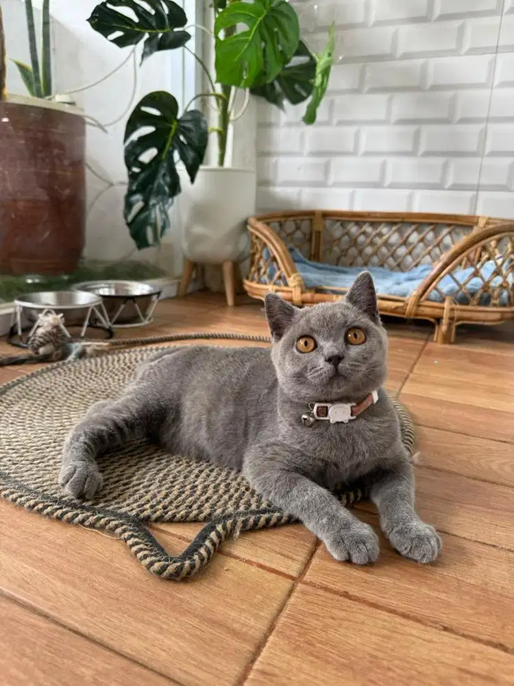 British shorthair cantiks
