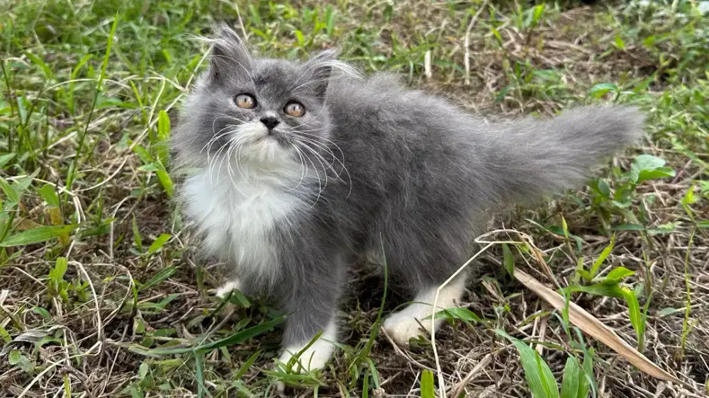 KUCING PERSIA NEDIUM BETINA 3 BULAN GEMOY