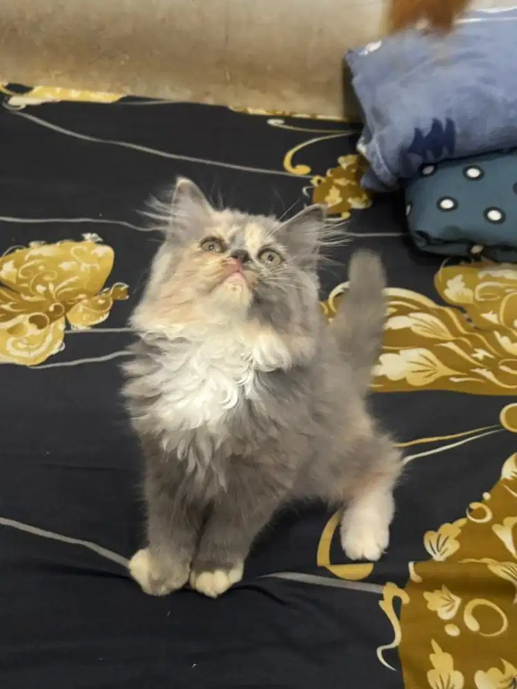 jual kitten persia 2,5 bulan