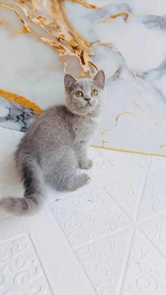 British short hair kitten