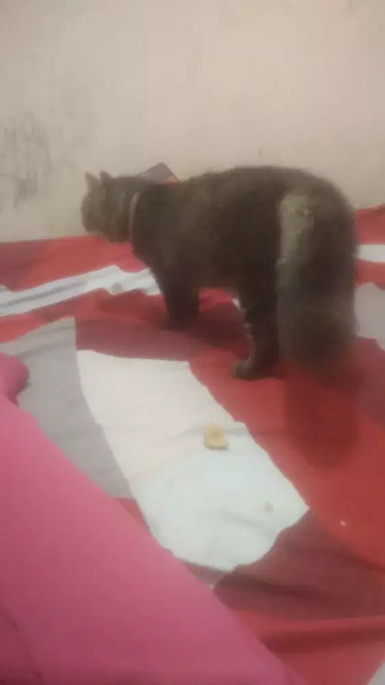 Kucing Persia mix anggora jantan bulu tebal lebat ekor kemoceng