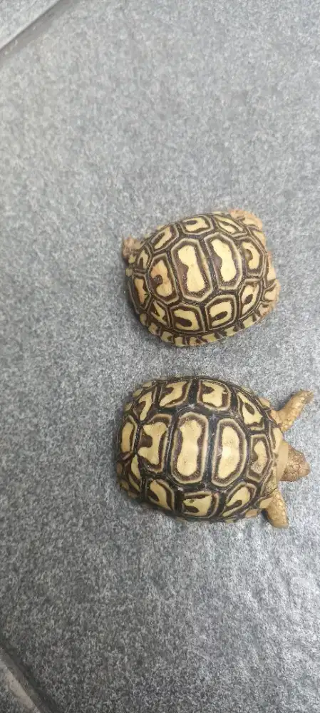 Kura sulcata 7-8cm captive breed lokal