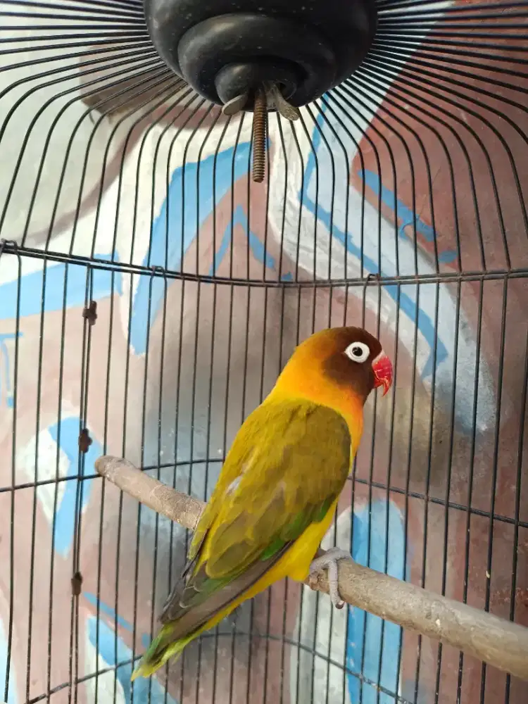 Lovebird betina olive