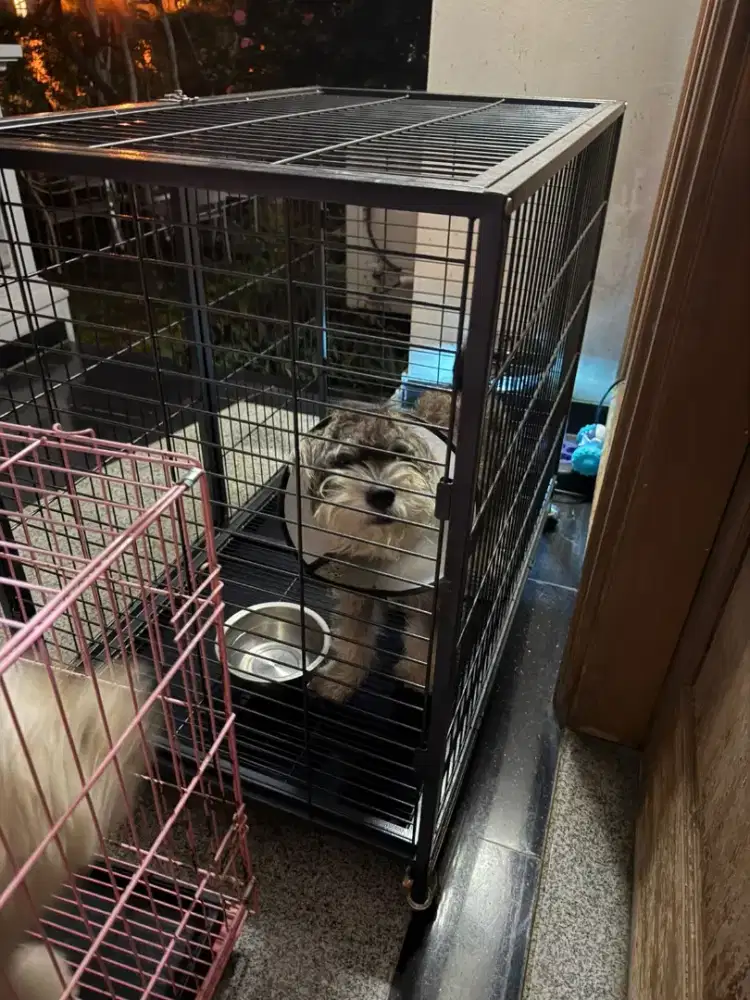 Anjing schauzer murah