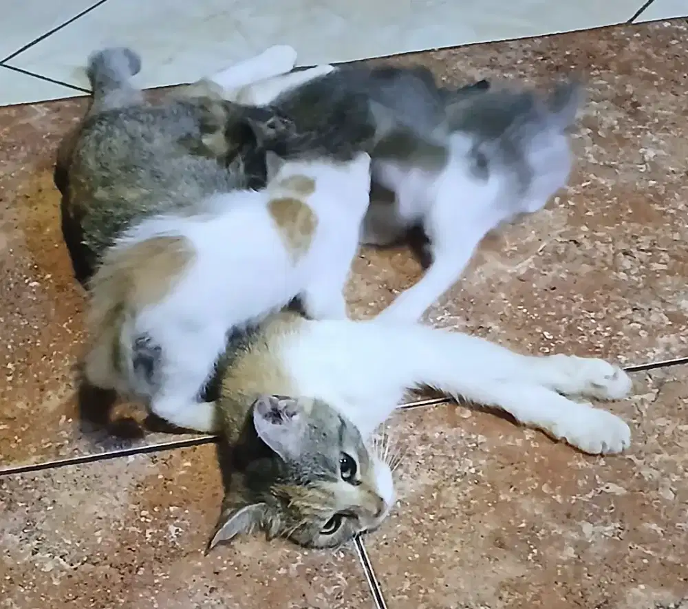 1 INDUK BETINA & 4 BOCIL