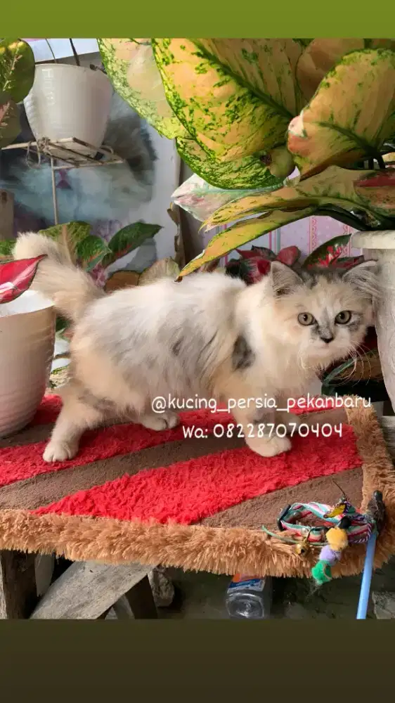 Anakan Persia betina gembul bulu panjang