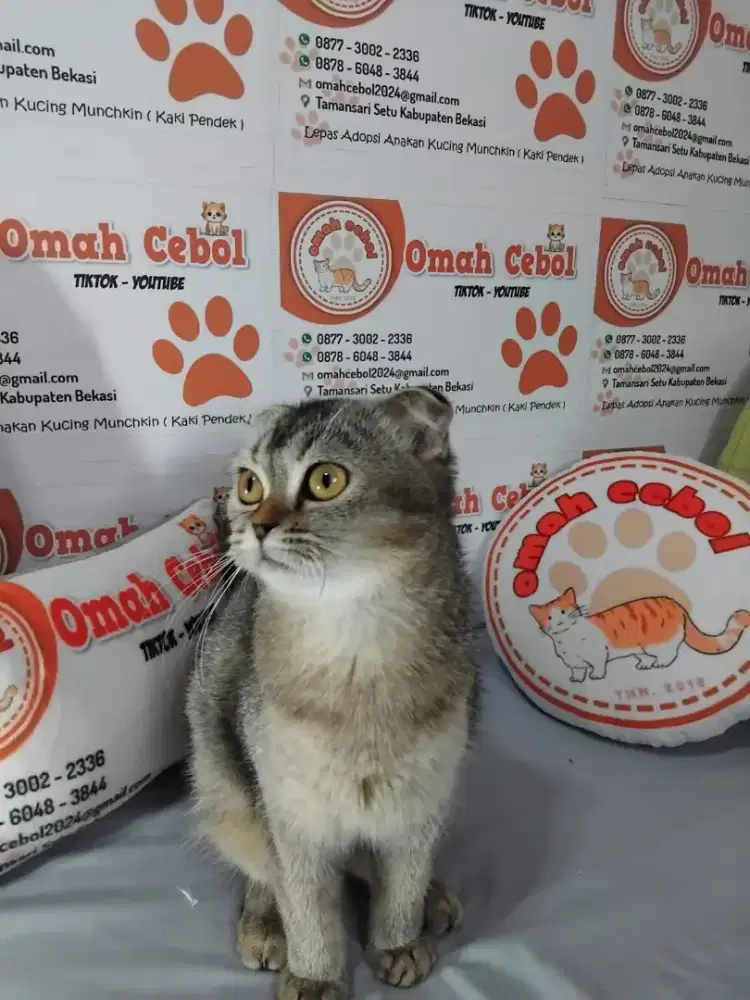 Kitten Scottish Fold Female 4.5MO