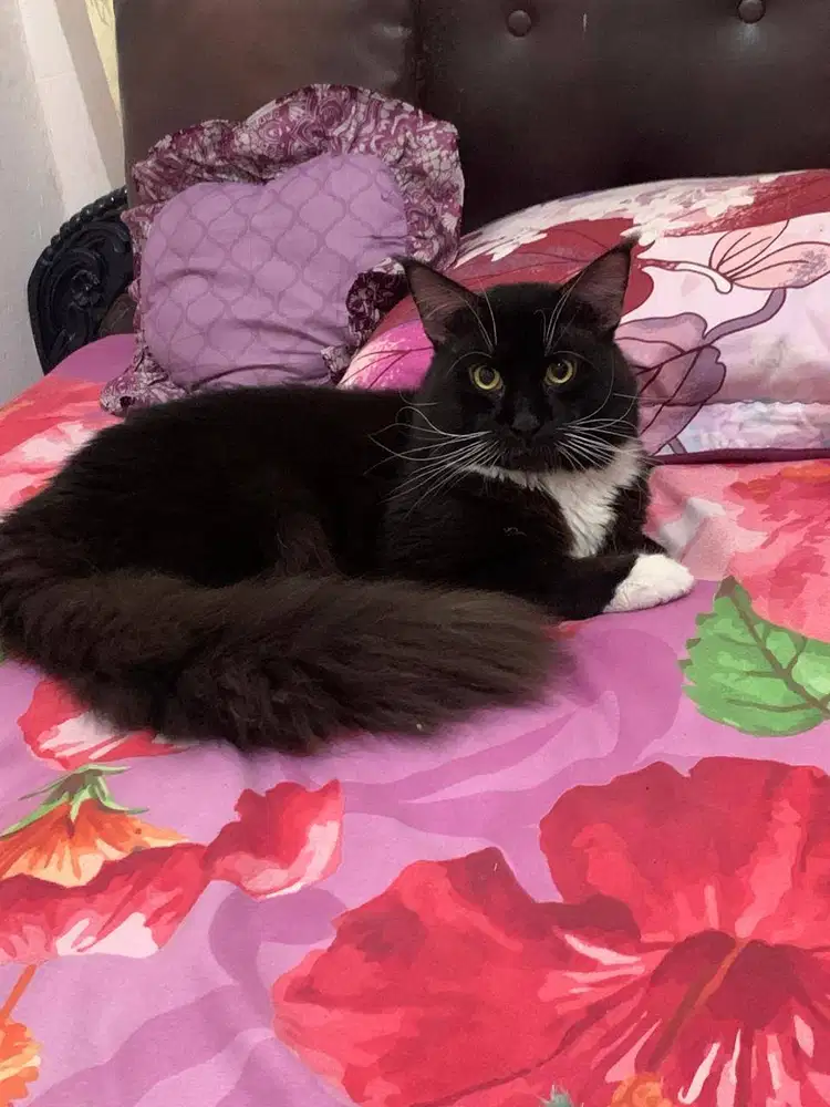 Kucing Maine Coon Jantan Proven PED CFA