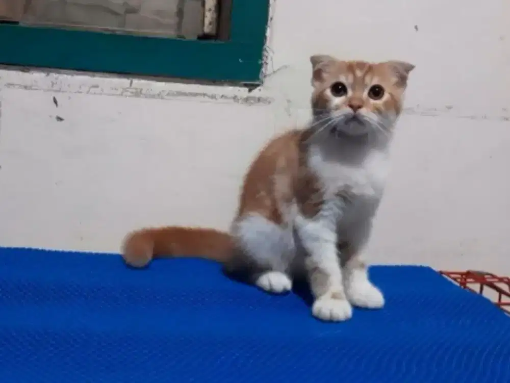 Kucing Scottish fold