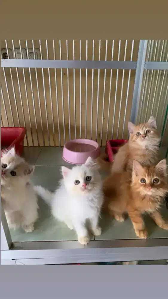 Anakan imut-imut bulu panjang