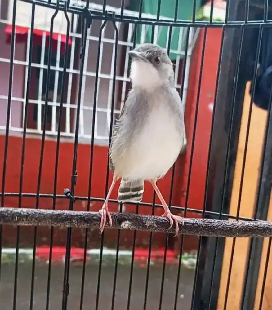 Ciblek cristal jantan full putih mulus