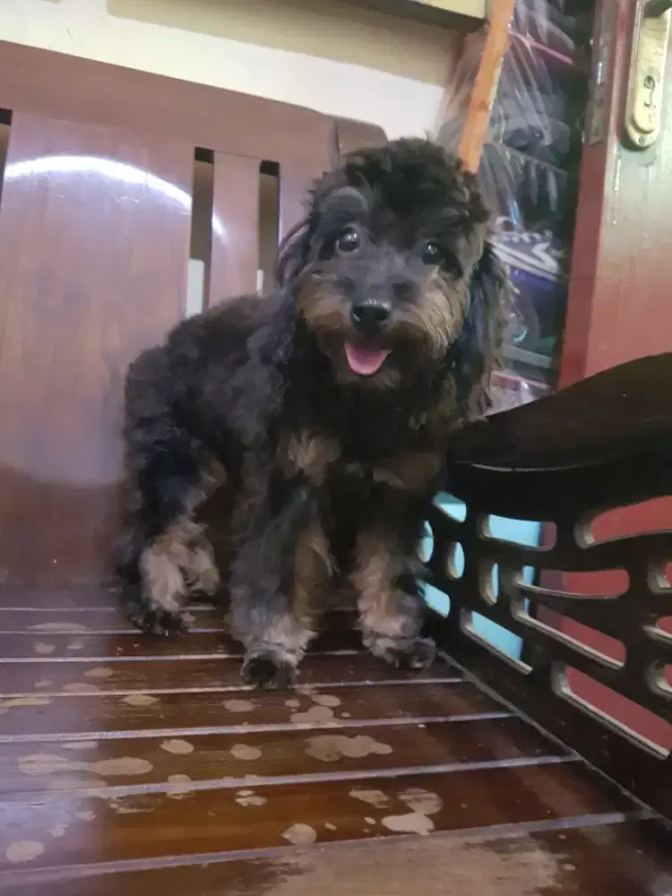 Poodle Betina Warna Phantom ( murah )