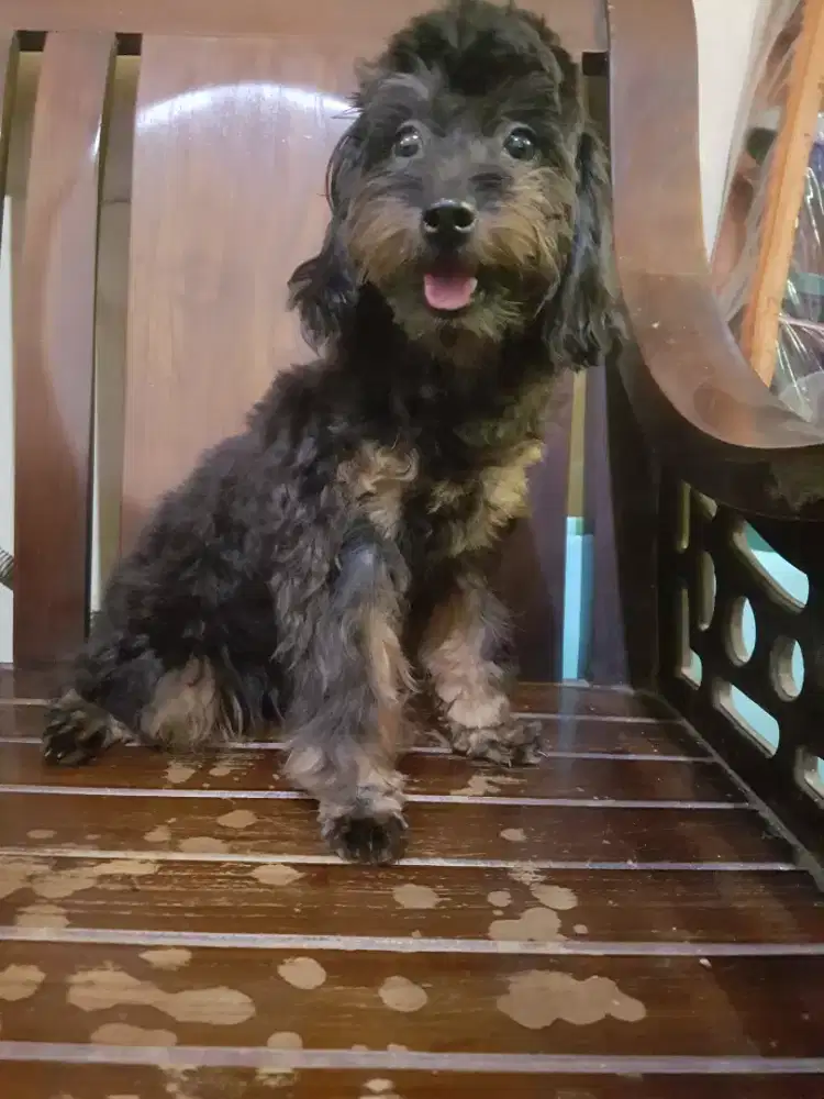 Poodle Betina Warna Phantom