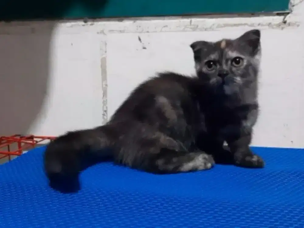 Munchkin gaelic [scottish fold]