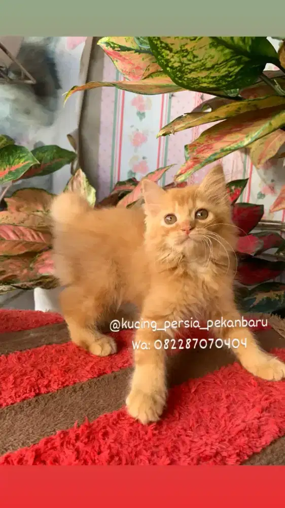 Anakan Persia betina imut dan comel