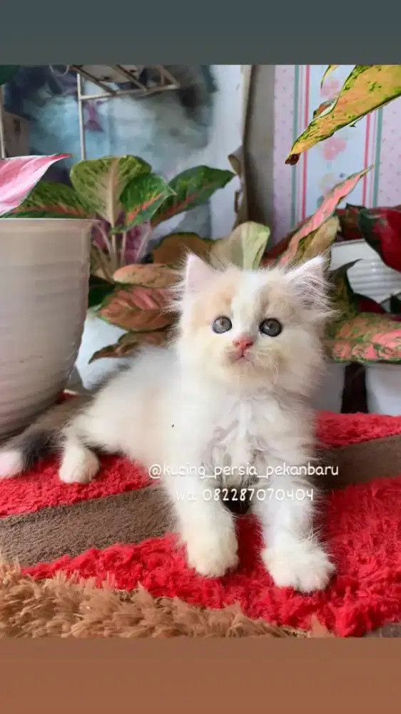Anakan Persia betina imut warna cantik