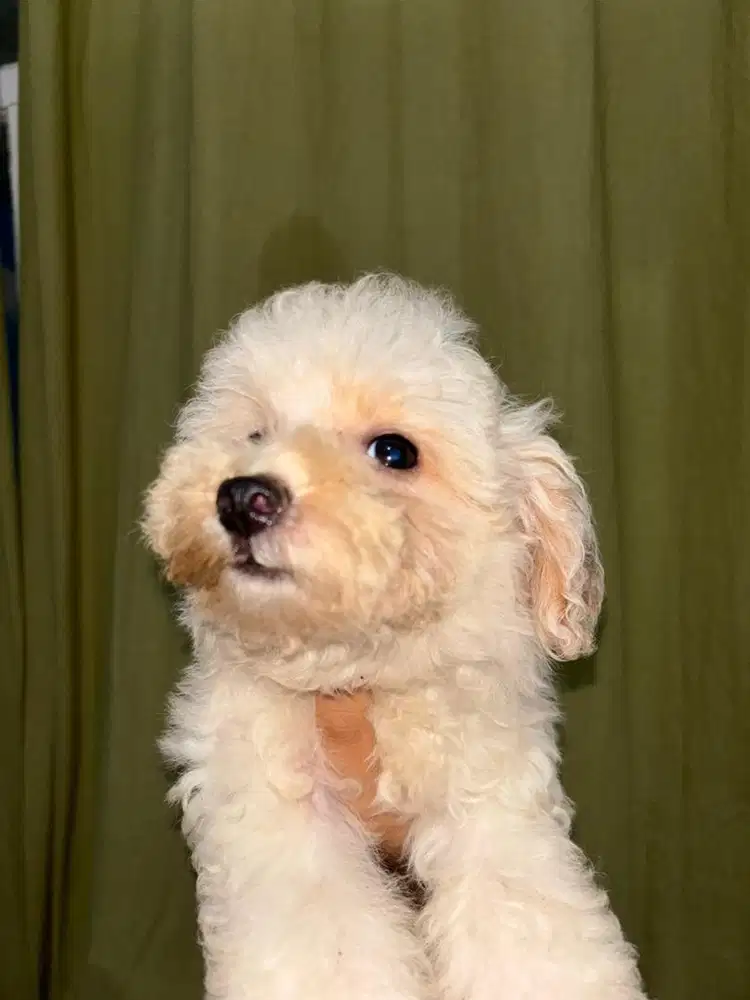 ANAK ANJING MALTIPOO MALTESE MIX POODLE BETINA