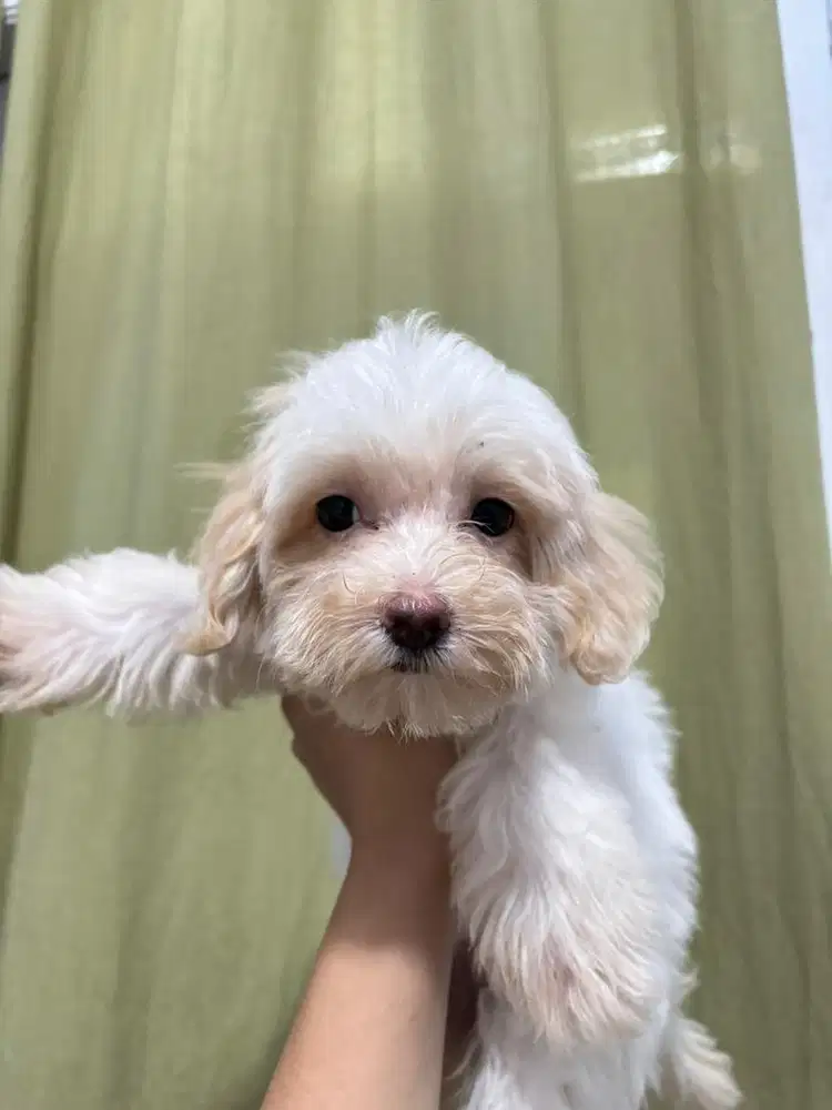 ANAK ANJING MALTIPOO MALTESE MIX POODLE