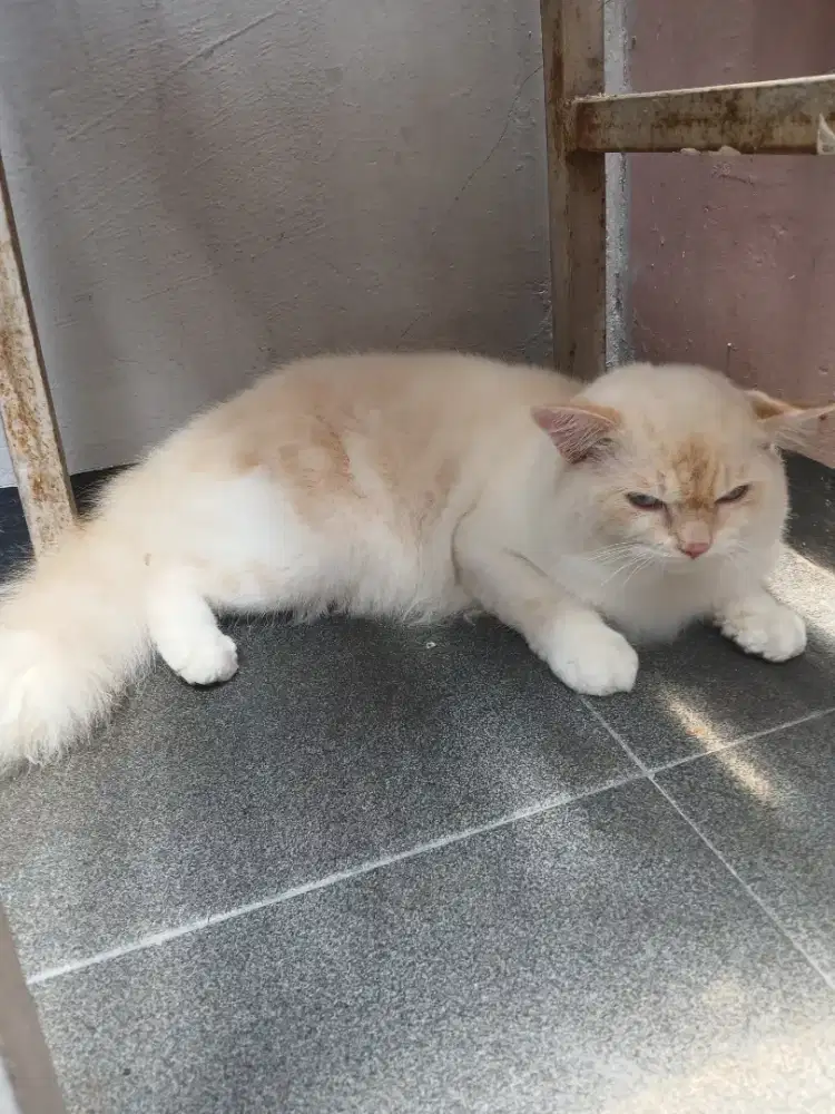 Kucing persia jual cepat