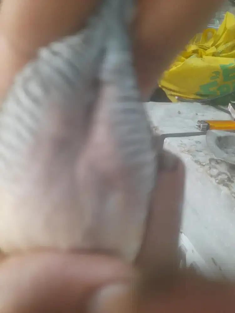 Burung perkutut pancoran mas