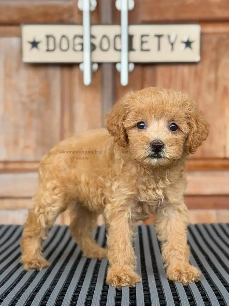Poochon, Si Fluffy Ceria yang Siap Cari Rumah Baru!