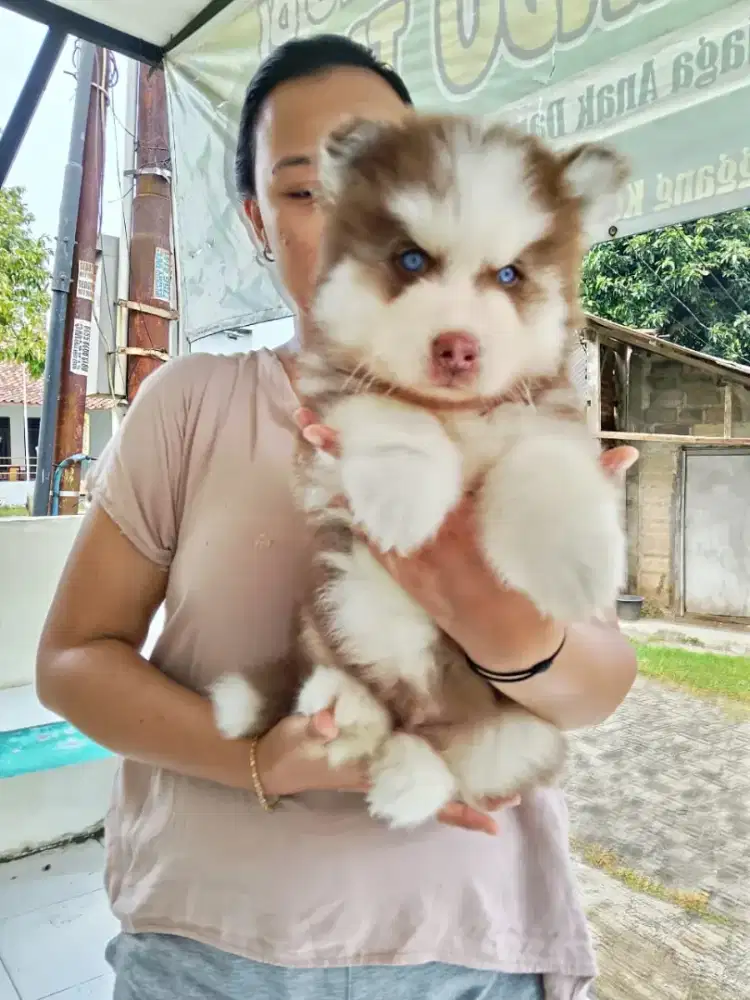 Anak anjing husky