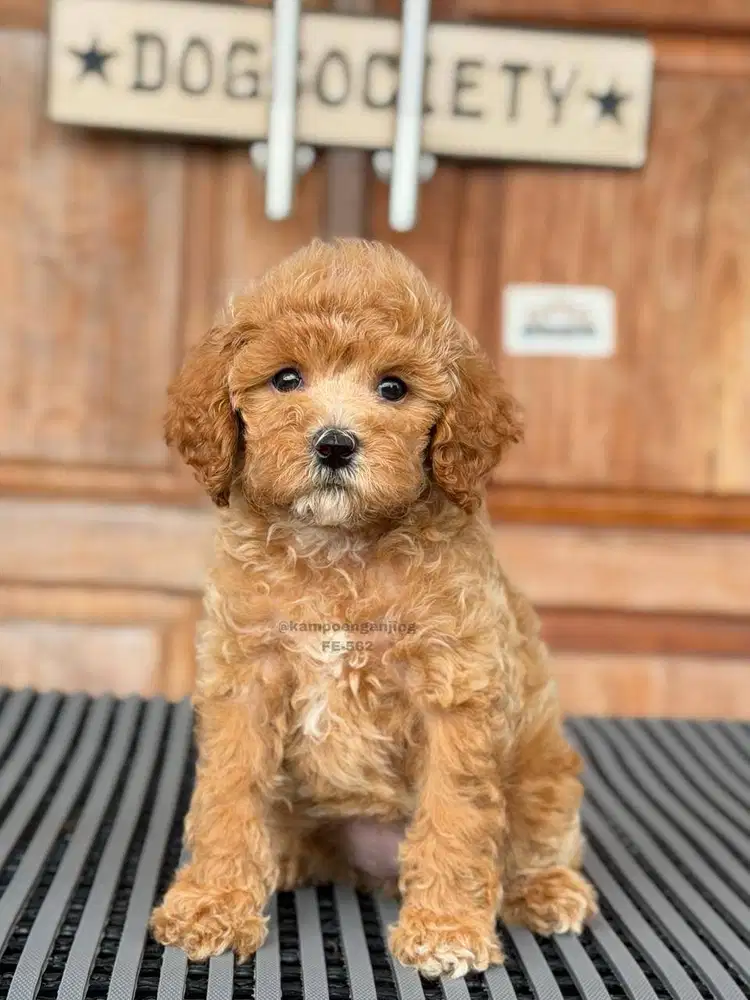 Poochon, Si Manis Perpaduan Bichon dan Poodle!