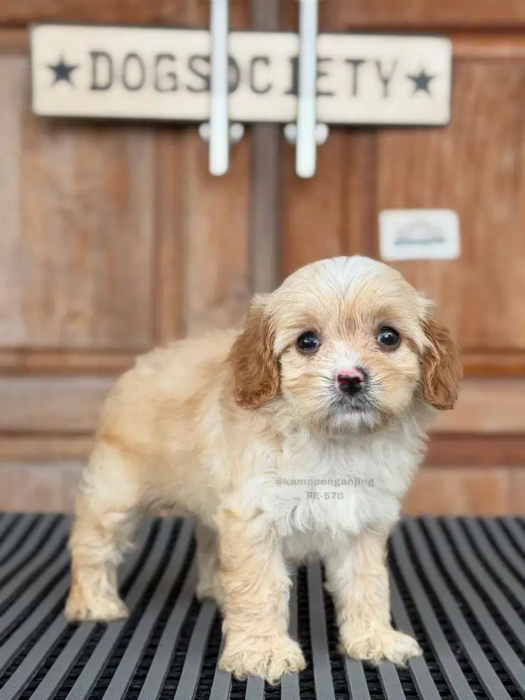 Cavalier x Poodle Mix, Puppy Super Ramah dan Ceria!