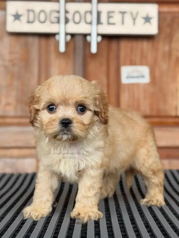 Cavapoo, Si Fluffy Pintar dan Penuh Kasih Sayang!