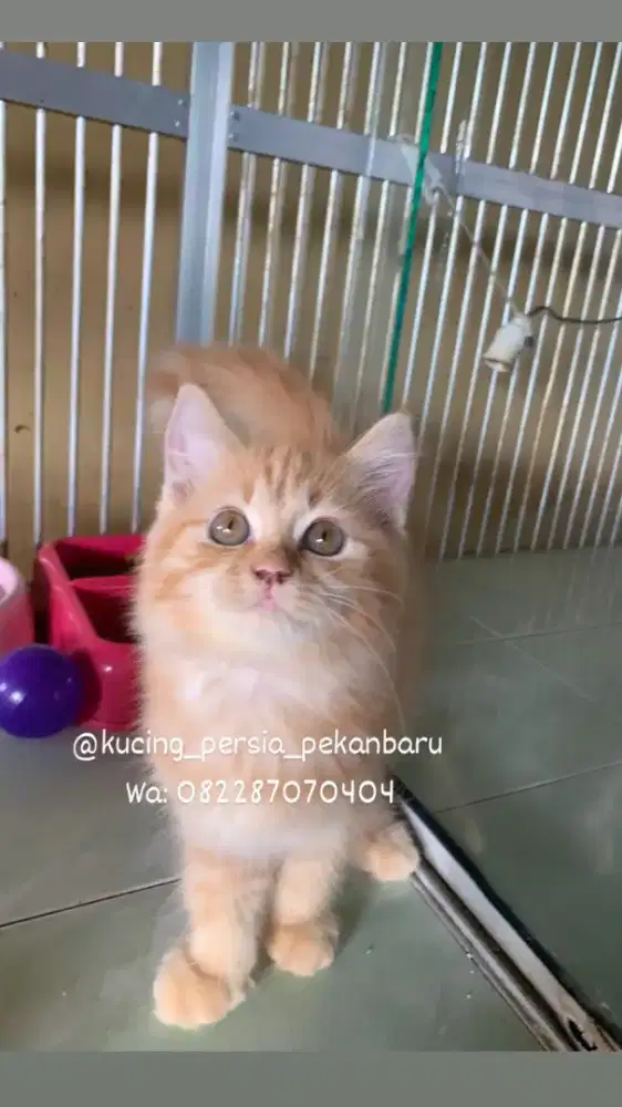 Anakan Persia betina imut dan comel bulu super panjang
