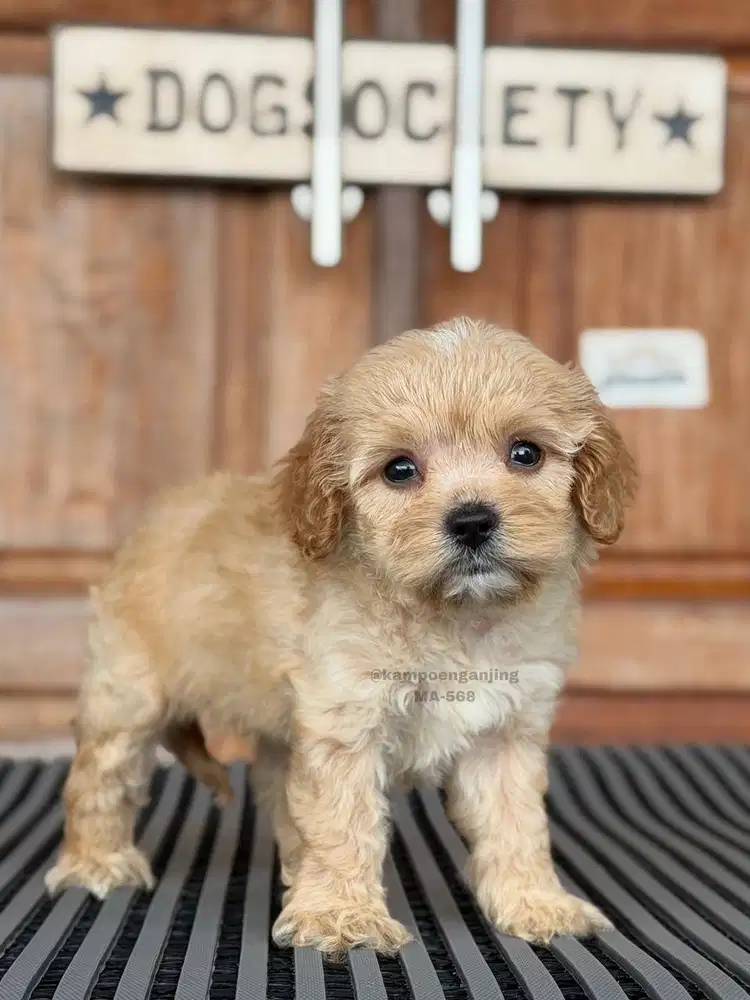 Cavapoo, Perpaduan Sempurna: Imut, Cerdas, dan Bersahabat!
