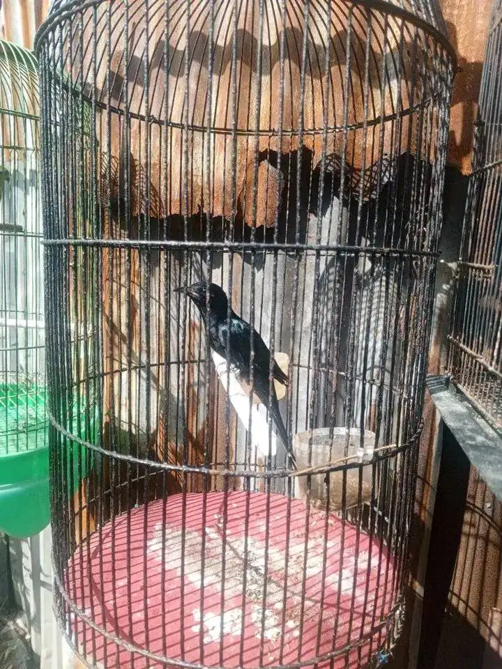 Kedasih hitam makan lahab sehat no cacat