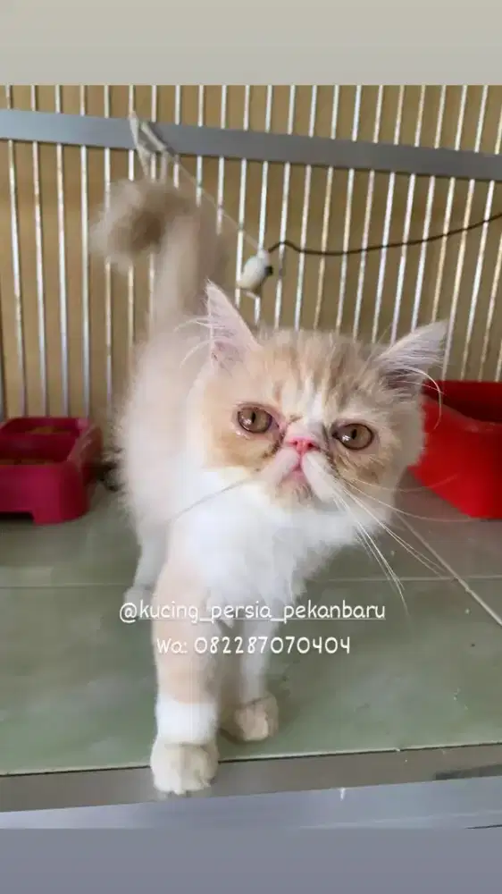 Anakan Persia peaknose pesek bulu panjang