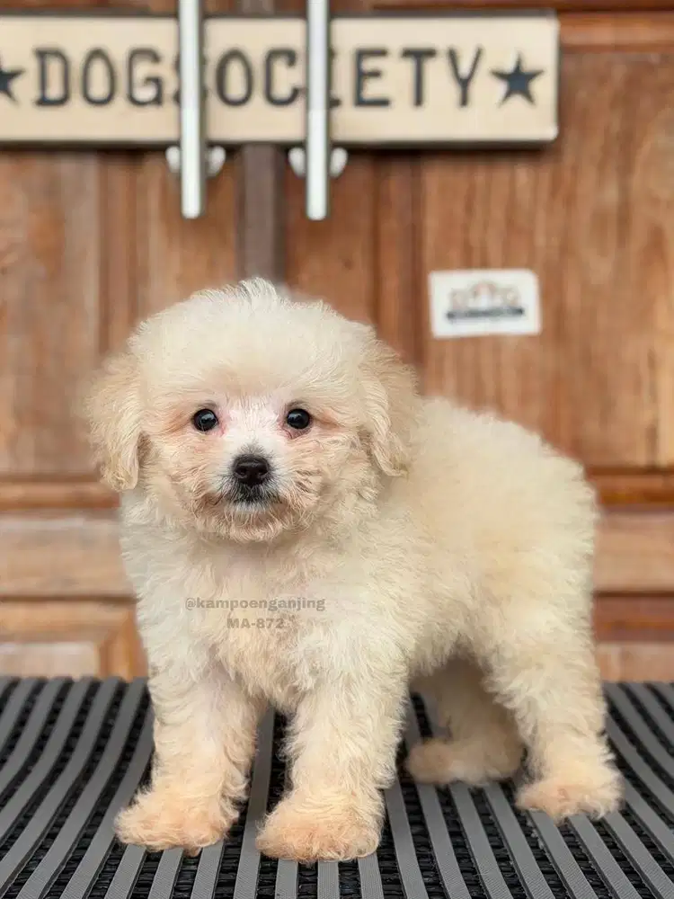 Poodle Puppy Menggemaskan, Penuh Energi dan Kasih!