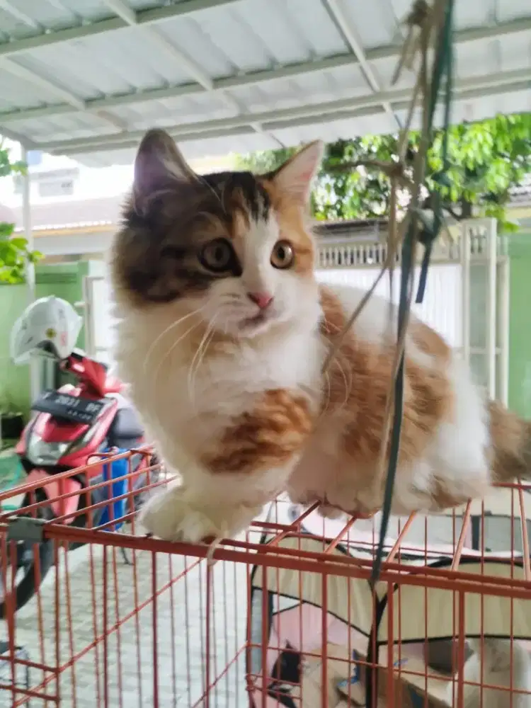 Kucing cebol/kucing munchkin betina