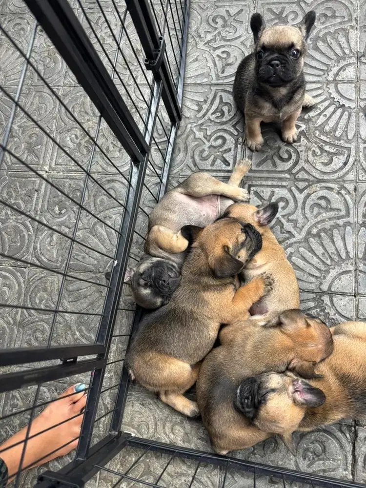 Puppy french bull dog