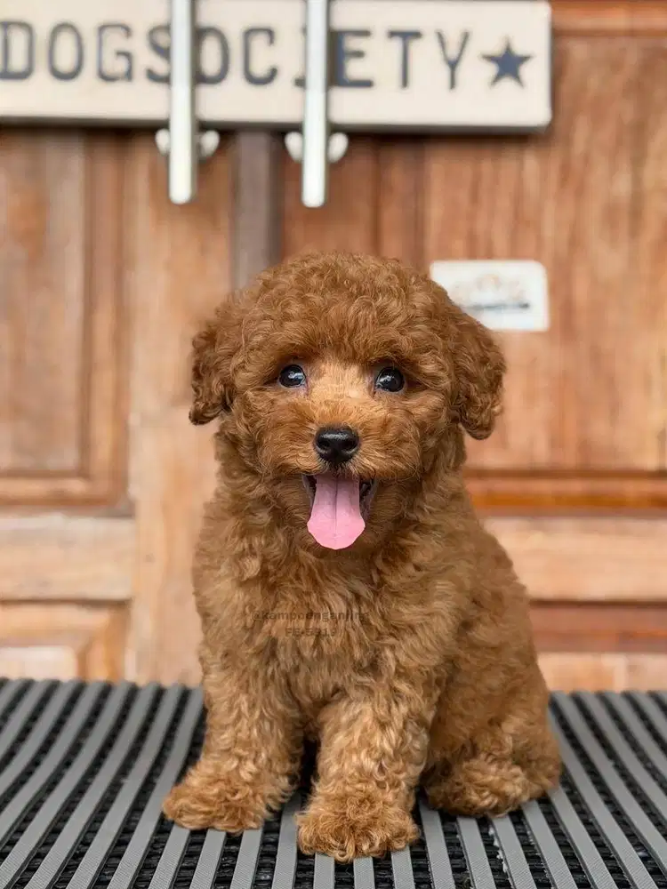 Poodle Puppy Lucu, Fluffy, dan Super Ceria!