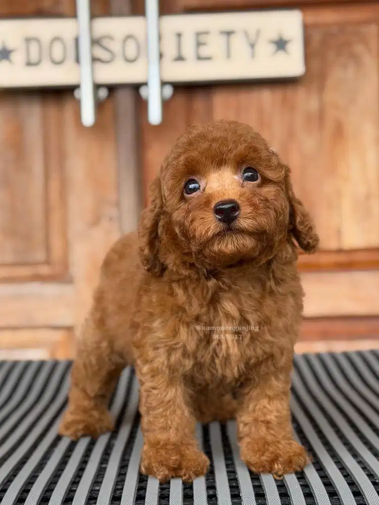 Puppy Poodle, Lincah dan Ramah Menanti Rumah Baru!