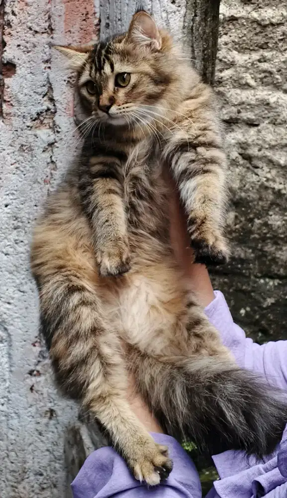 Kucing maincone mix betina