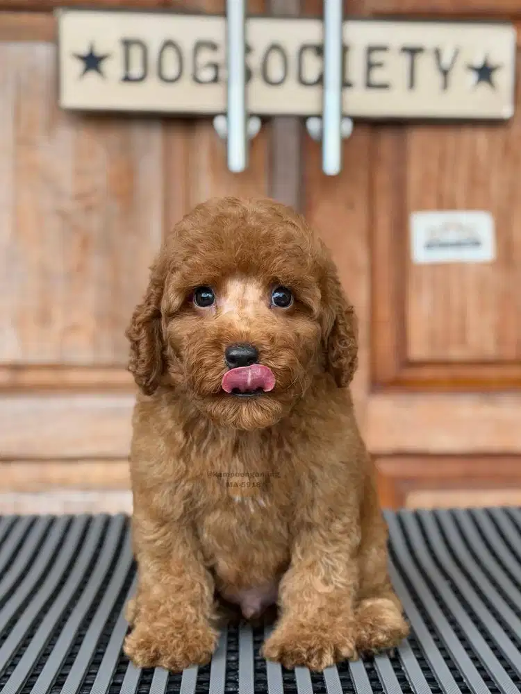 Poodle, Anjing Pintar dan Setia yang Manis Sekali!