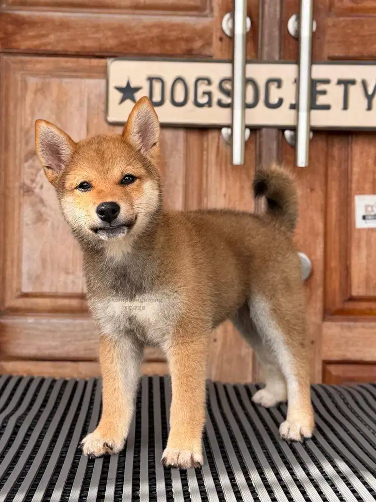 Puppy Shiba Inu, Lincah dan Menggemaskan!
