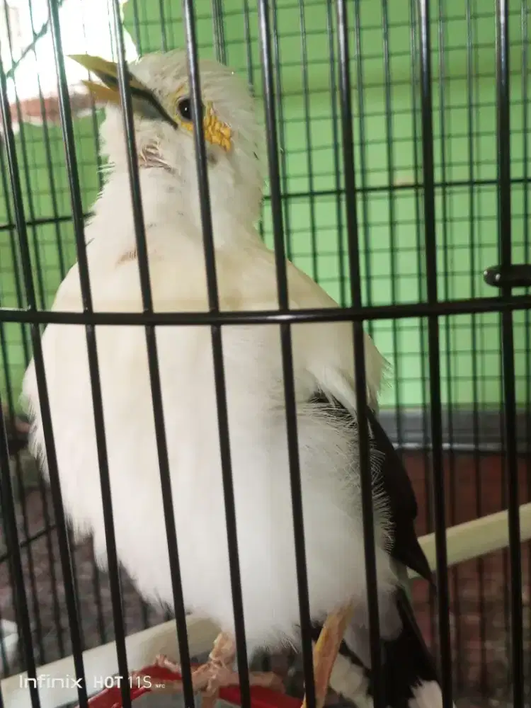 Burung jalak gacor jinak ngomong