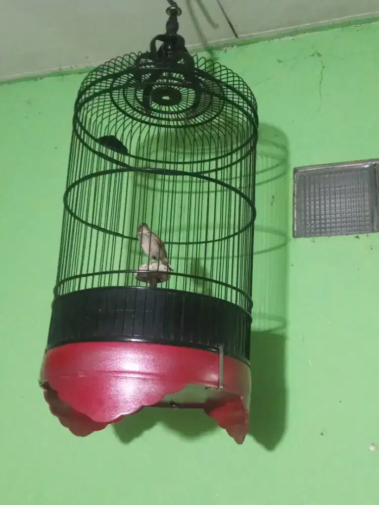 Branjangan parva jinak rajin ngeriwik