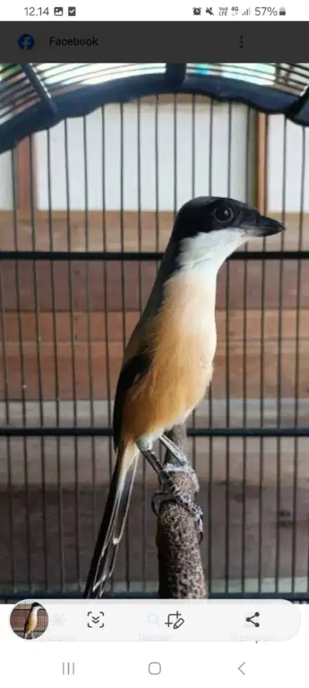 Pentet / toed madura, tawiskn ka absi.