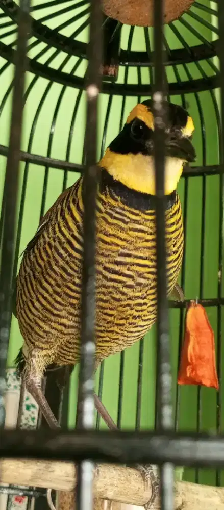 Burung cantik warna warni