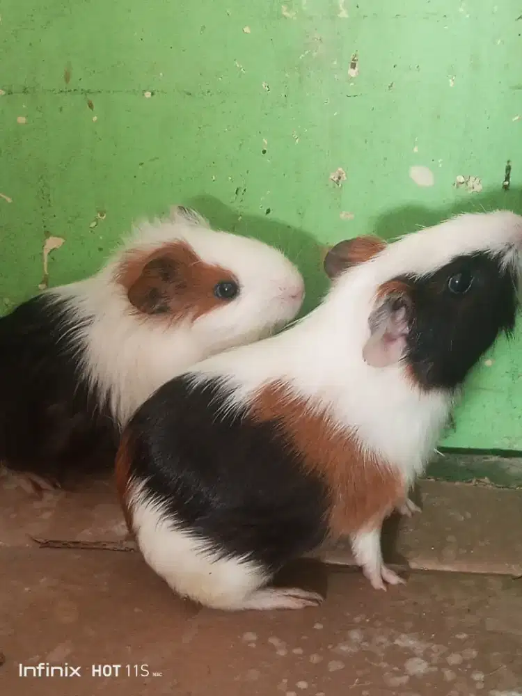 Sepasang Marmut warna bagus jinak