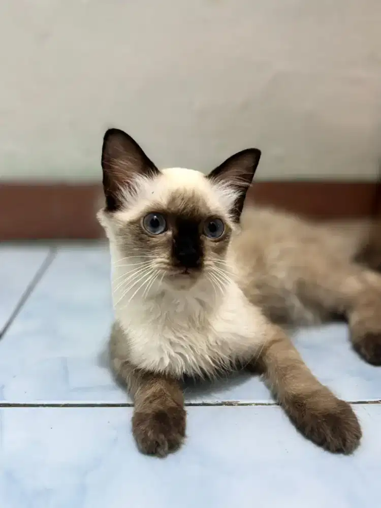 Kucing himalaya betina usia 6 bulan