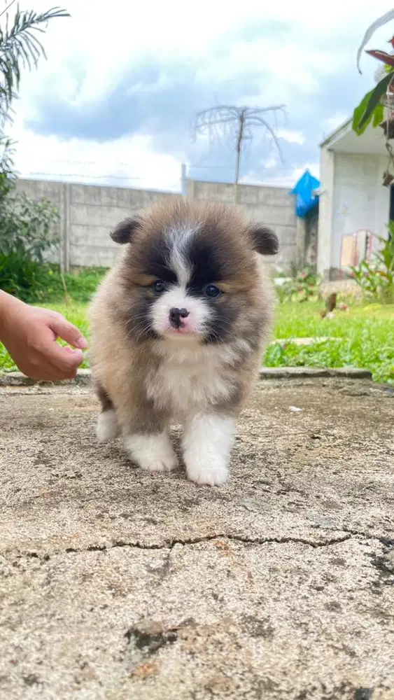 Minipom female pure breed