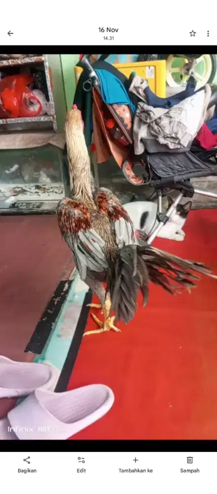 Bangkok Birma 7 bulan