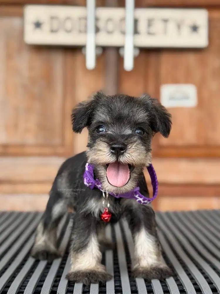 Schnauzer, Anjing Pintar dengan Karakter Unik!